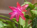 Satin Beauty Christmas Cactus Starter Plant | Schlumbergera truncata | Holiday Blooming Houseplant | Tropical Succulent