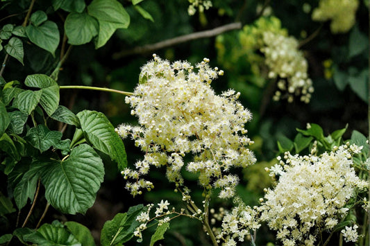Ocean Spray Seeds – Holodiscus discolor, Deciduous Shrub, Flowering Bush, Landscape Plant, 50 Seeds