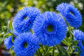 Blue Teddy Bear Sunflower Seeds - 50pcs Helianthus annuus Annual Flower Seeds for Garden & Containers