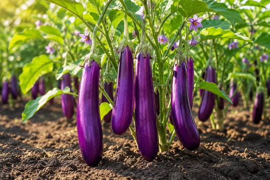 Long Purple Eggplant Seeds 350pcs Heirloom Non-GMO Solanum melongena for Home Garden, Container, Culinary Use