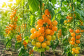Yellow Cherry Tomato Seeds - 100pcs Heirloom Non-GMO Solanum lycopersicum for Container Gardening, Sweet, Juicy, Patio Choice