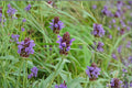 Self Heal Seeds – Prunella vulgaris Perennial Flowering Plant with Violet Spikes, Garden, Meadow, Wildflower Seeds