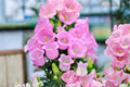 Pink Bellflower Seeds – Campanula medium, Flowering Plant, Pink Bell-shaped Blooms, Garden Seeds for Borders & Landscape