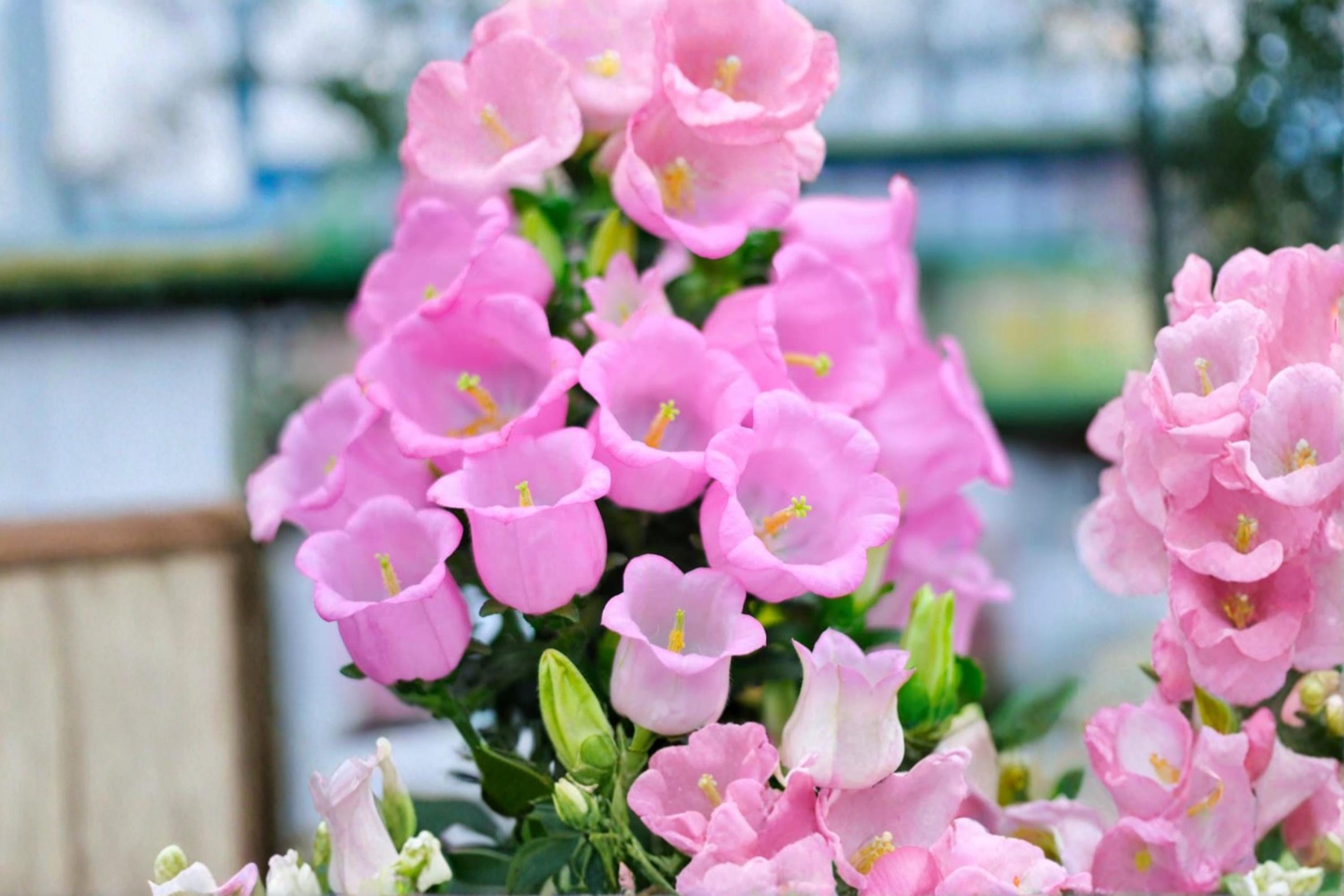 Pink Bellflower Seeds – Campanula medium, Flowering Plant, Pink Bell-shaped Blooms, Garden Seeds for Borders & Landscape
