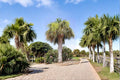 Palmetto Seeds, Sabal palmetto, Palm Tree, Tropical Landscape Plant, Fan-Shaped Fronds, Garden Tree, Outdoor Planting