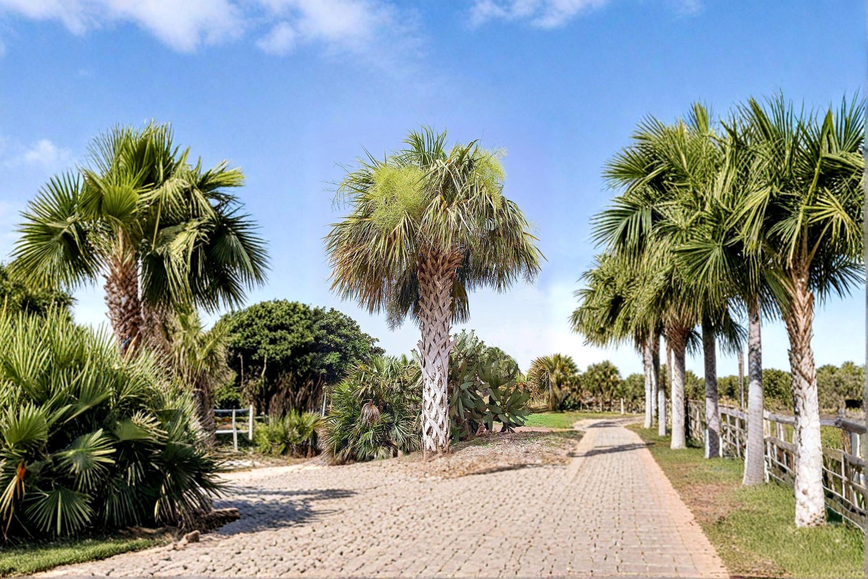 Palmetto Seeds, Sabal palmetto, Palm Tree, Tropical Landscape Plant, Fan-Shaped Fronds, Garden Tree, Outdoor Planting