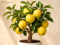 Yellow Delicious Apple Bare Root Tree – Malus domestica, 12-18 Inch, Edible Landscape Fruit Tree