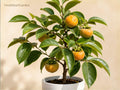 Native Persimmon Tree Bare Root Starter - Diospyros virginiana, Edible Shade Tree, 6-12 Inches, Deciduous Fruit Tree, Grafting Plant