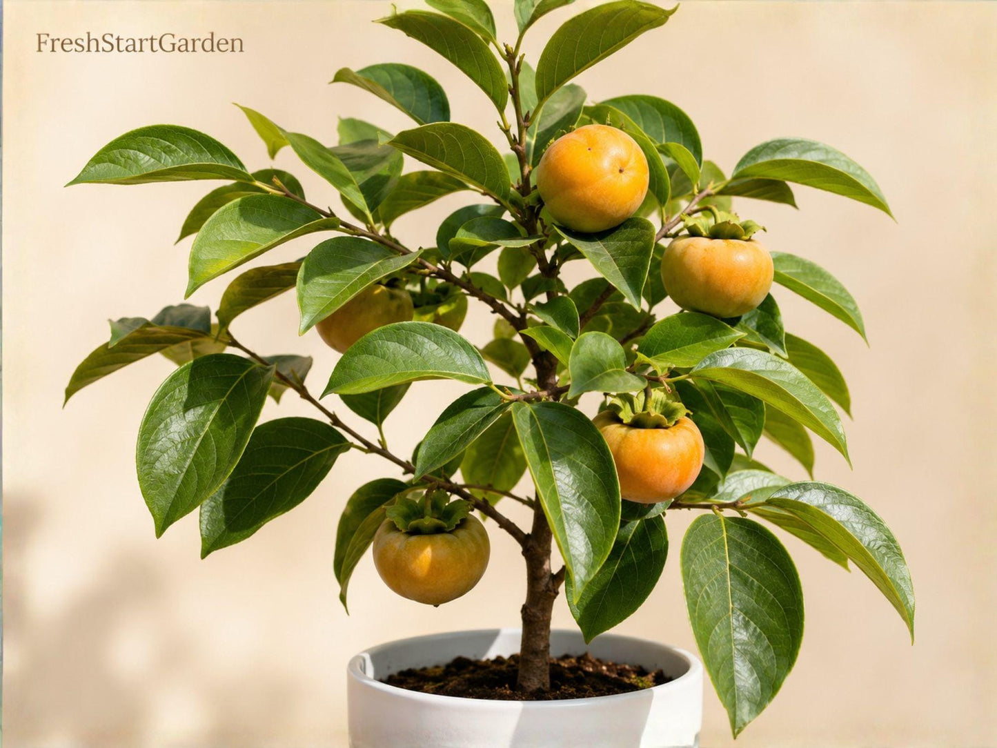 Native Persimmon Tree Bare Root Starter - Diospyros virginiana, Edible Shade Tree, 6-12 Inches, Deciduous Fruit Tree, Grafting Plant