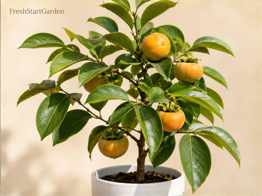 Native Persimmon Tree Bare Root Starter - Diospyros virginiana, Edible Shade Tree, 6-12 Inches, Deciduous Fruit Tree, Grafting Plant