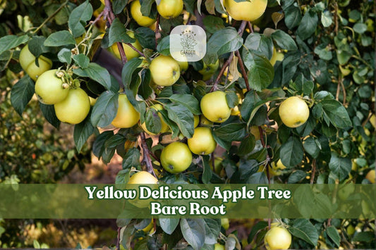 White Paper Birch Seedling - Betula papyrifera Deciduous Tree for Landscaping and Shade