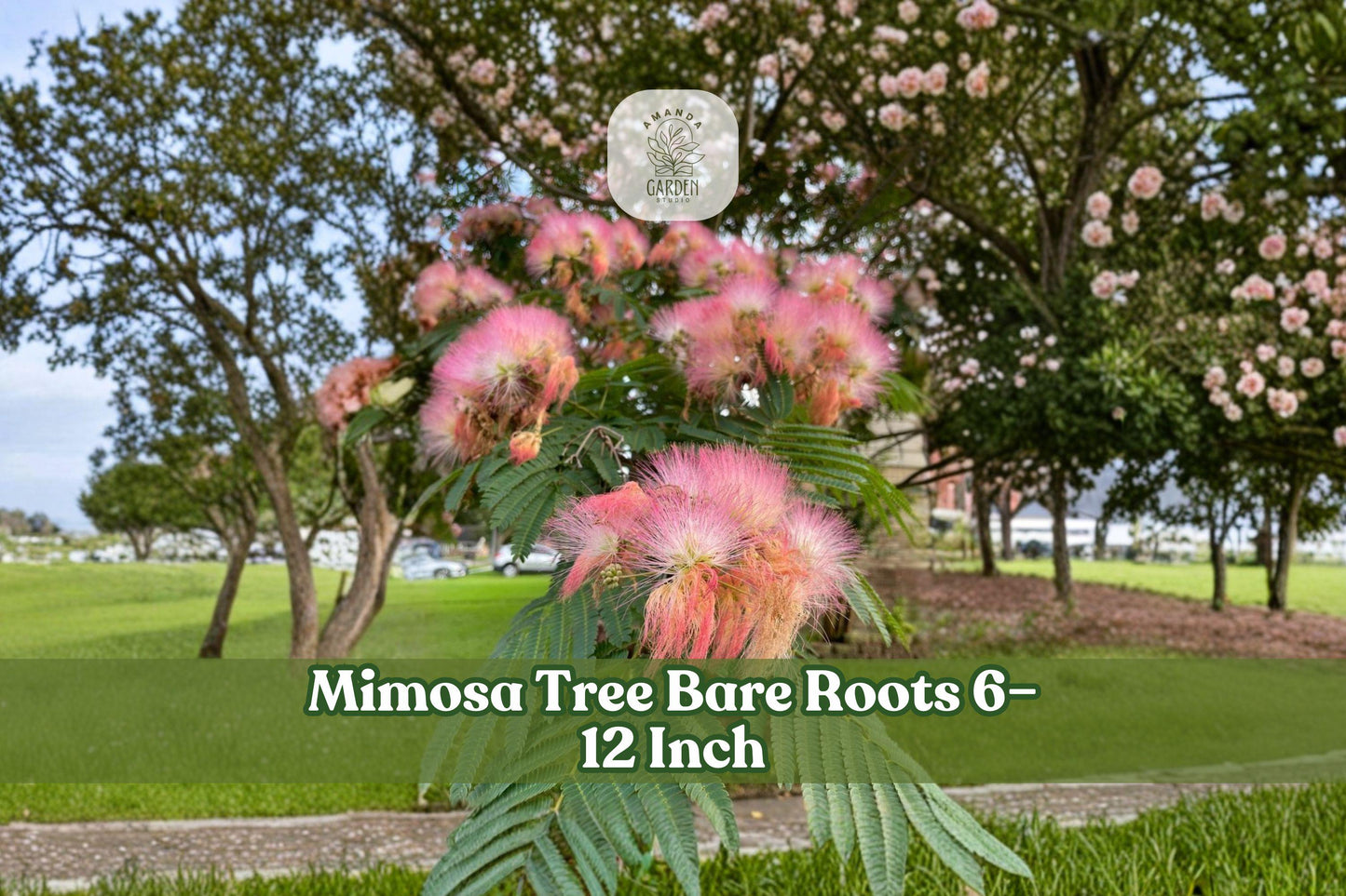 Bare Root Mimosa Tree Seedlings – Albizia julibrissin, Pink Flowers, Fern-Like Foliage, 6–12 Inches, 5 Pack