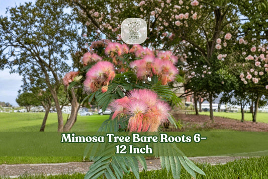 Bare Root Mimosa Tree Seedlings – Albizia julibrissin, Pink Flowers, Fern-Like Foliage, 6–12 Inches, 5 Pack