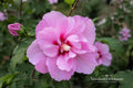 Lucy Rose of Sharon Bare Root Shrub – Hibiscus syriacus 'Lucy' Pink-Red Flowers, Deciduous Flowering Plant