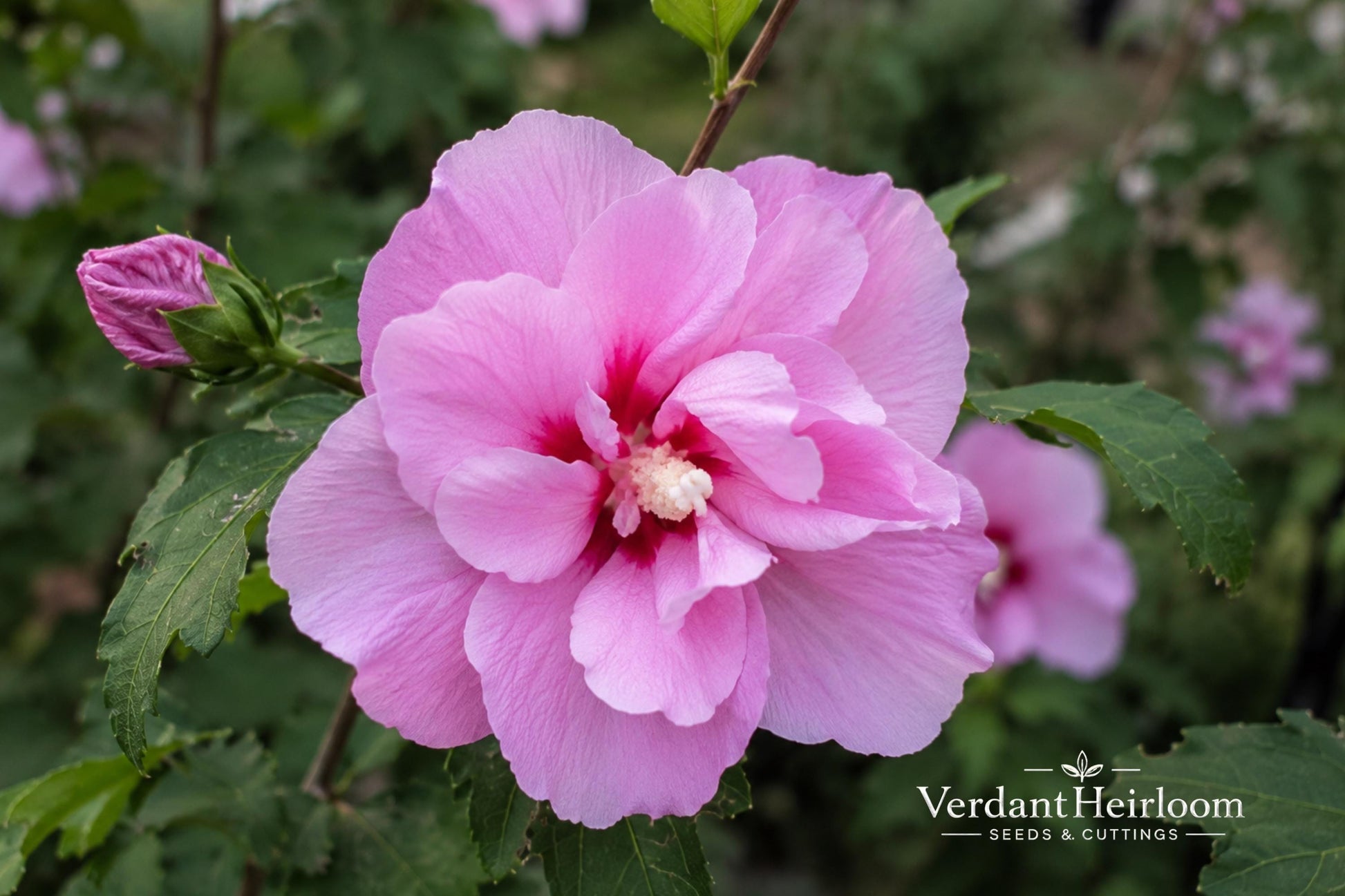 Lucy Rose of Sharon Bare Root Shrub – Hibiscus syriacus 'Lucy' Pink-Red Flowers, Deciduous Flowering Plant