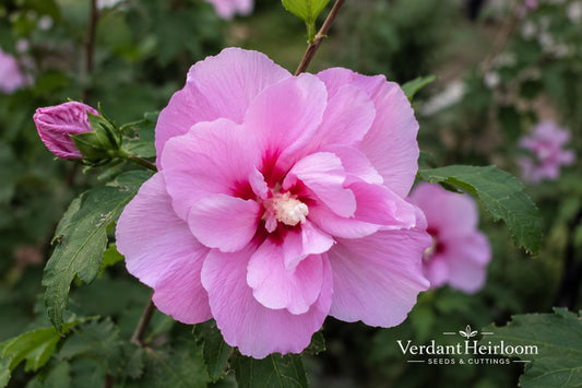 Lucy Rose of Sharon Bare Root Shrub – Hibiscus syriacus 'Lucy' Pink-Red Flowers, Deciduous Flowering Plant