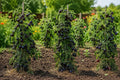 European Black Cherry Tomato Seeds - 100pcs Heirloom Non-GMO Solanum lycopersicum for Container Garden, Salad, and Gourmet Cooking