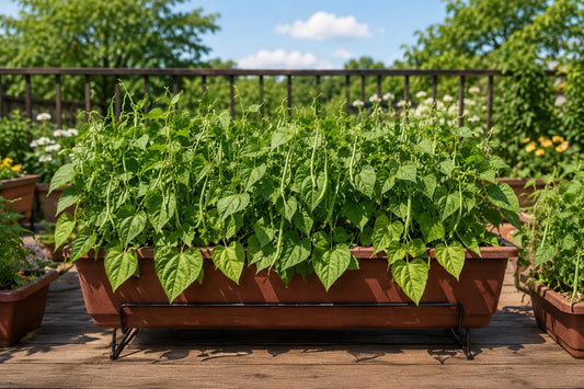 Organic Bush Bean Seeds 50pcs Non-GMO Heirloom Green Vegetables Phaseolus vulgaris for Home Gardens