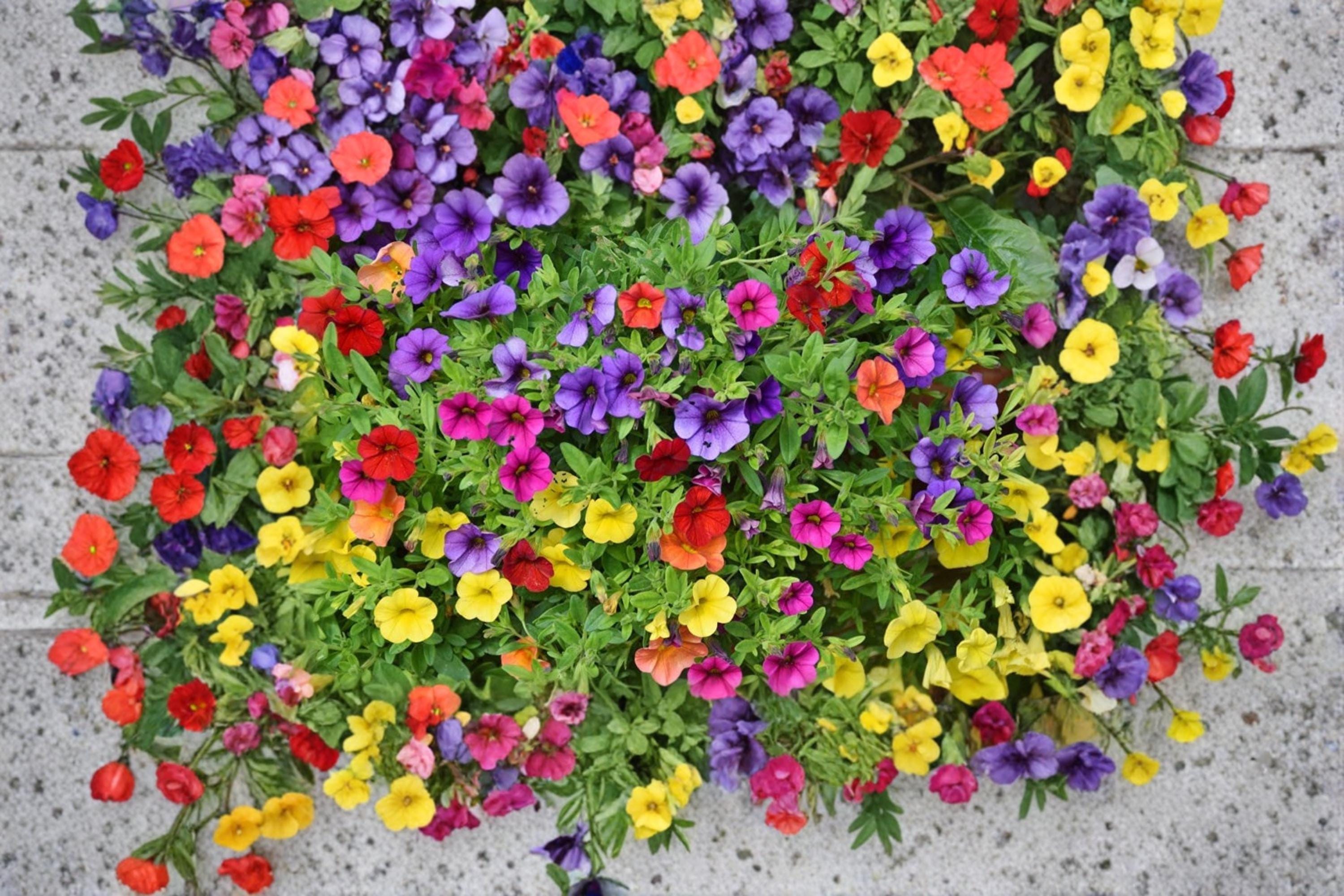 Petunia Seeds 200+ Mixed Color Flowering Annuals Petunia × atkinsiana for Garden, Containers, Hanging Baskets
