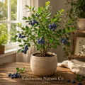 Vaccinium corymbosum | Legacy Blueberry Live Starter Plant | Edible Berry Bush for Garden & Containers