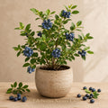 Springhigh Blueberry Starter Plant | Vaccinium corymbosum Edible Berry Bush for Garden, Patio & Landscape