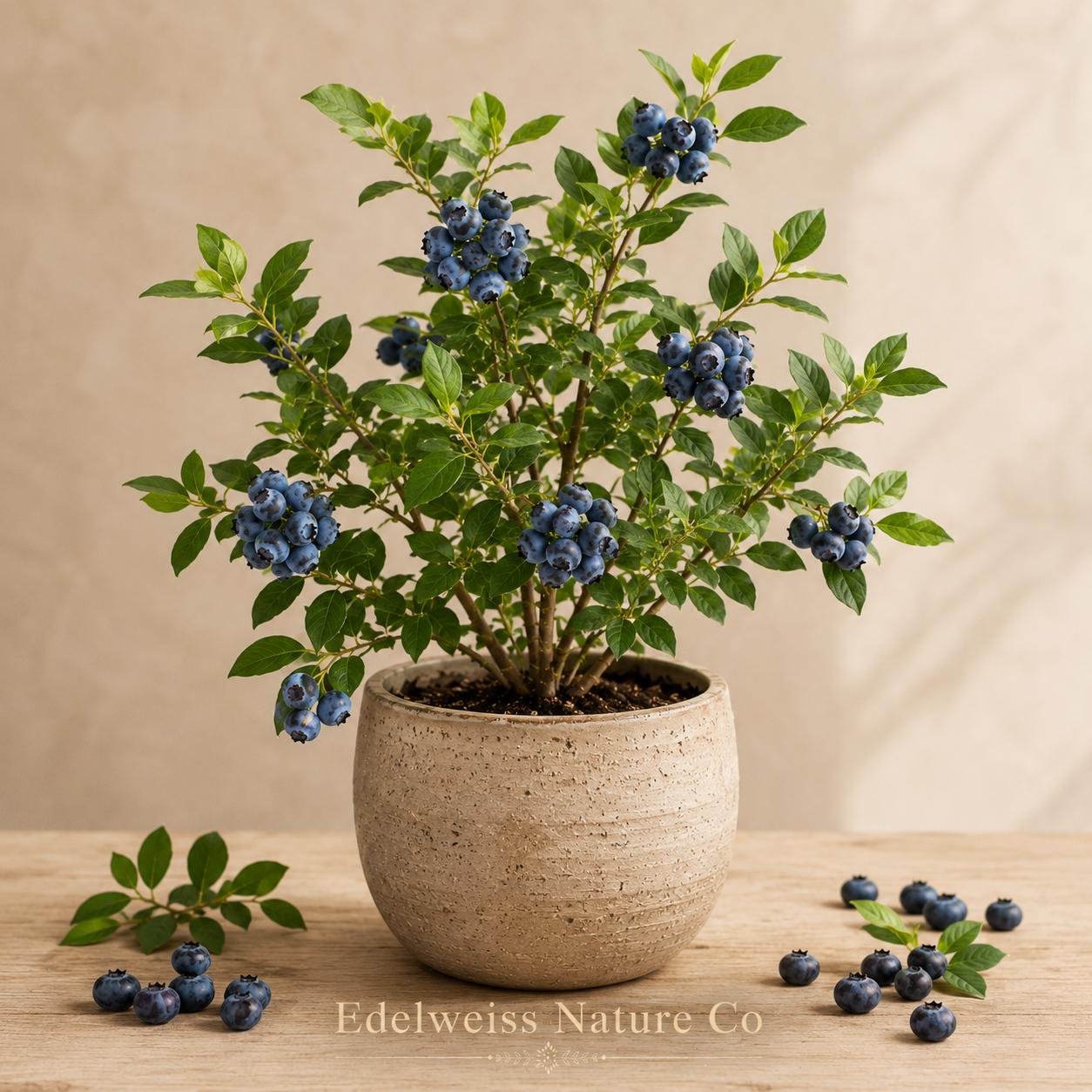 Springhigh Blueberry Starter Plant | Vaccinium corymbosum Edible Berry Bush for Garden, Patio & Landscape