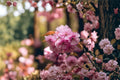 Sakura Tree Seeds – Prunus serrulata – Ornamental Flowering Cherry with Pink Blossoms – Bonsai & Garden Planting