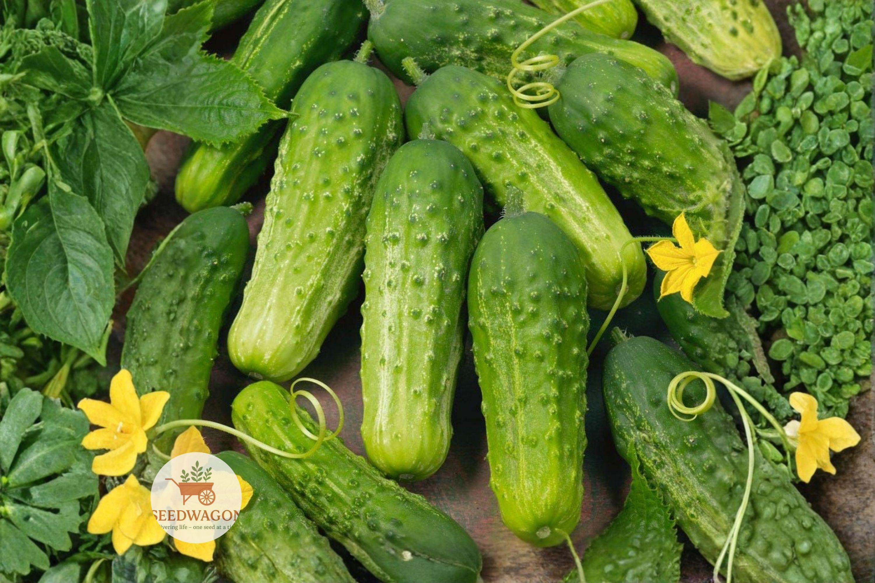 Boston Pickling Cucumber Seeds – Heirloom Non-GMO, Crisp, Flavorful, 25 Seeds for Pickling, Fresh Eating & Preserving
