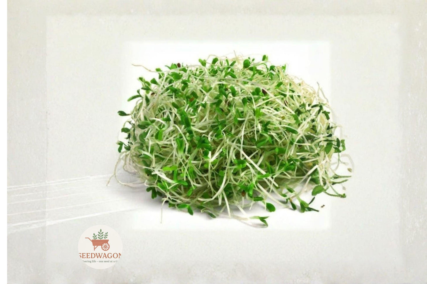 Heirloom Non-GMO Alfalfa Sprout Seeds – 1000 Seeds for Indoor Microgreens & Home Sprouting, Medicago sativa