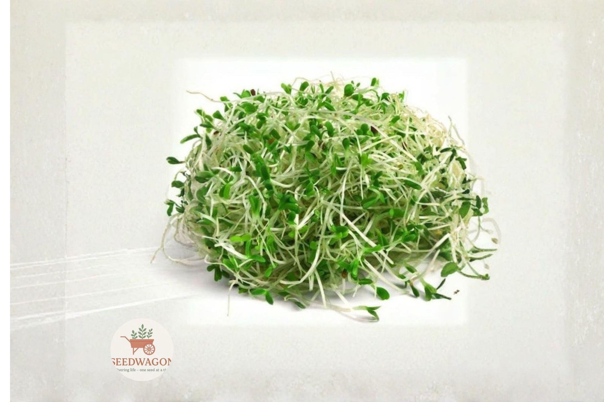 Heirloom Non-GMO Alfalfa Sprout Seeds – 1000 Seeds for Indoor Microgreens & Home Sprouting, Medicago sativa