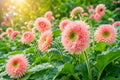 Pink Pooh Sunflower Seeds - Non-GMO Organic Helianthus annuus, Unique Pink Blooms, Heirloom, Garden, Flower Bed, Container Planting