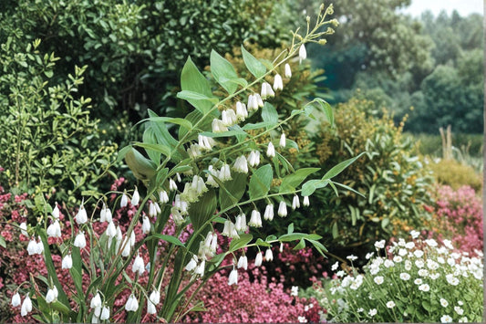 Great Solomon's Seal Seeds – Polygonatum biflorum, Perennial Woodland Wildflower for Shade Gardens & Native Landscapes