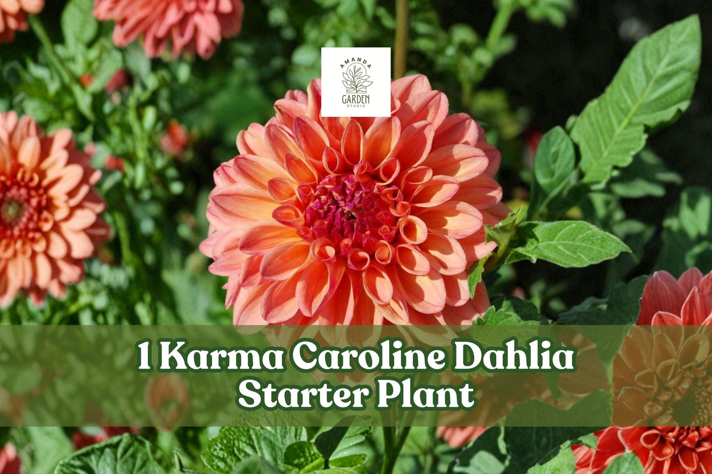 Karma Caroline Dahlia Rooted Starter Plant, Vibrant Cut Flowers, Upright Bushy Growth, Dahlia pinnata, Garden & Container