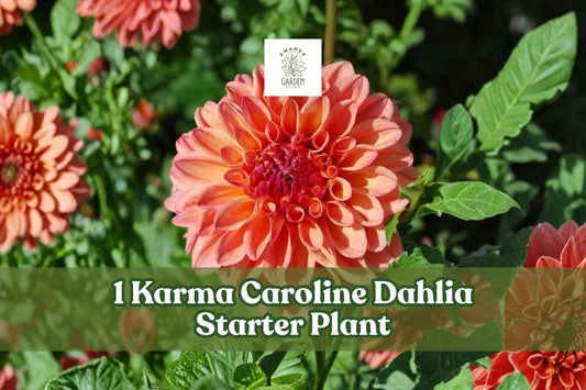 Karma Caroline Dahlia Rooted Starter Plant, Vibrant Cut Flowers, Upright Bushy Growth, Dahlia pinnata, Garden & Container