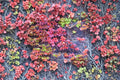 Boston Ivy Seeds – Parthenocissus tricuspidata Climbing Vine for Walls, Fences & Landscaping, Autumn Color, Garden Climber