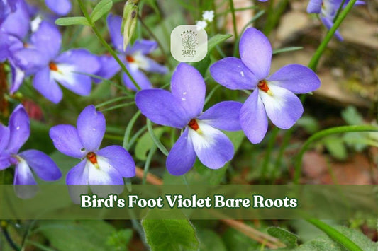 Bird's Foot Violet Bare Roots | Native Wildflower Viola pedata for Rock Gardens & Pollinator Gardens