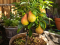 Pineapple Pear Grafted Bare Root Tree – 18–24 Inch Edible Fruit Tree with Tropical Flavor – Pyrus communis