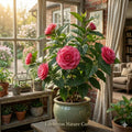 April Kiss Camellia japonica Starter Plant, Evergreen Flowering Shrub for Shade Gardens