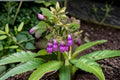 True Comfrey Seeds – Symphytum officinale Perennial Herb for Garden, Cottage & Pollinator Gardens
