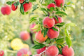 Apple Tree Seeds – Malus pumila, Deciduous Fruit Tree for Garden, Orchard, Edible Landscape, 30 Seeds
