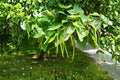 Catalpa Tree Seeds 50 Pack | Catalpa speciosa Ornamental Flowering Tree for Landscaping & Garden