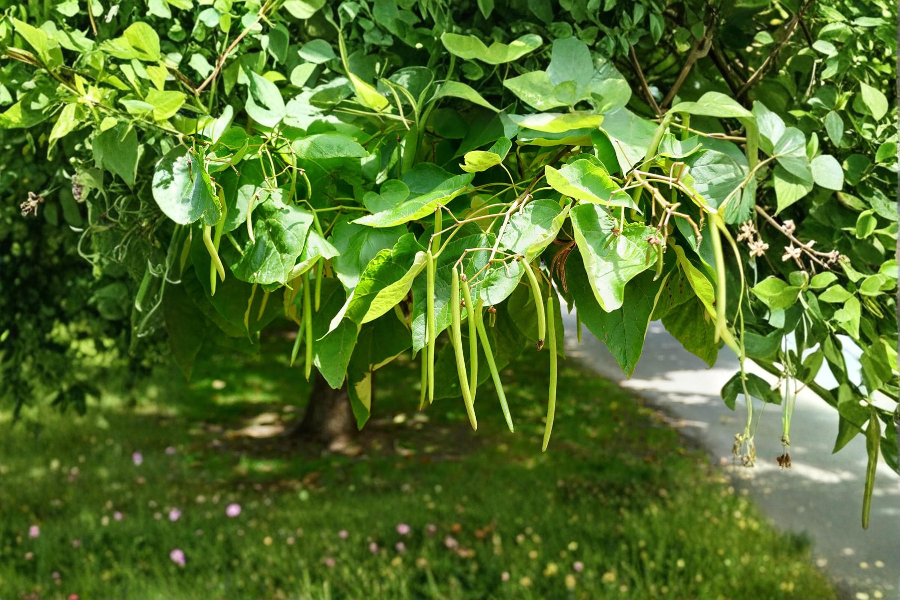 Catalpa Tree Seeds 50 Pack | Catalpa speciosa Ornamental Flowering Tree for Landscaping & Garden