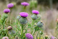 Swamp Thistle Seeds – Cirsium muticum Native Wildflower for Pollinator Gardens, Meadow Plantings, Wetlands, 100 Seeds