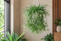Reverse Variegated Spider Plant Cuttings - 2PCS Indoor Air-Purifying Houseplant Chlorophytum comosum