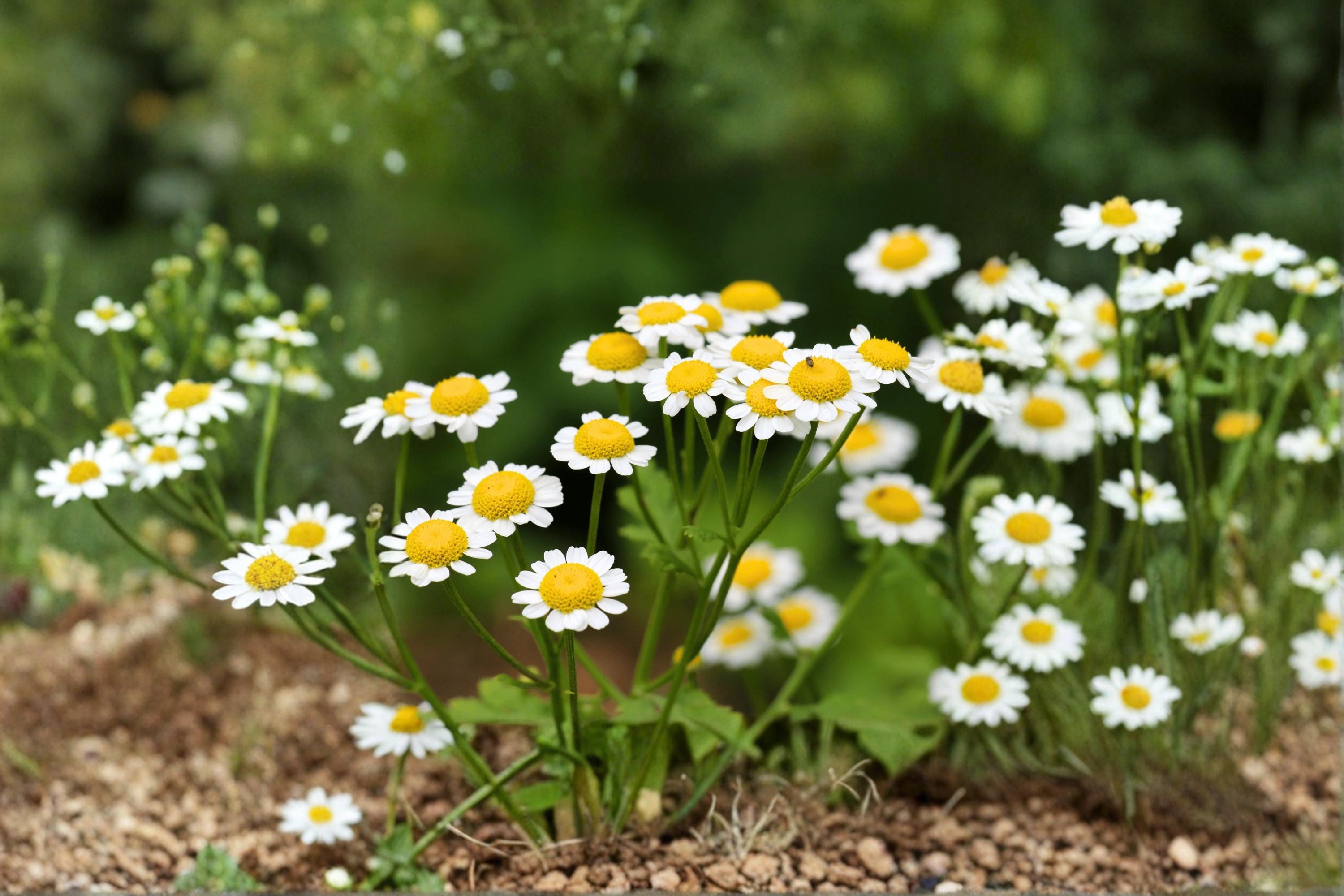 Feverfew Herb Seeds – 100 Tanacetum parthenium White Daisy Flowers Pollinator-Friendly Annual