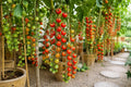 Waterfall Tomato Seeds 200pcs Heirloom Non-GMO Solanum lycopersicum High-Yield Tomato Plants for Garden, Container, Canning