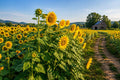 Giant Mammoth Russian Sunflower Seeds - Heirloom Helianthus annuus for Tall, Bright Yellow Flowers & Edible Seeds