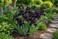 Black Dragon Iris Seeds - 50 Premium Iris germanica for Home Gardening, Borders & Containers, Black & Purple Blooms