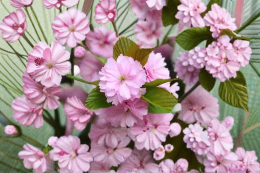 Japanese Cherry Blossom Seeds – Prunus serrulata – Pink Flowering Ornamental Tree for Gardens and Bonsai