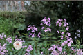 Dames Rocket Seeds - Hesperis matronalis - Fragrant Night-Scented Gilliflower Flower Seeds for Cottage Gardens & Pollinator Gardens